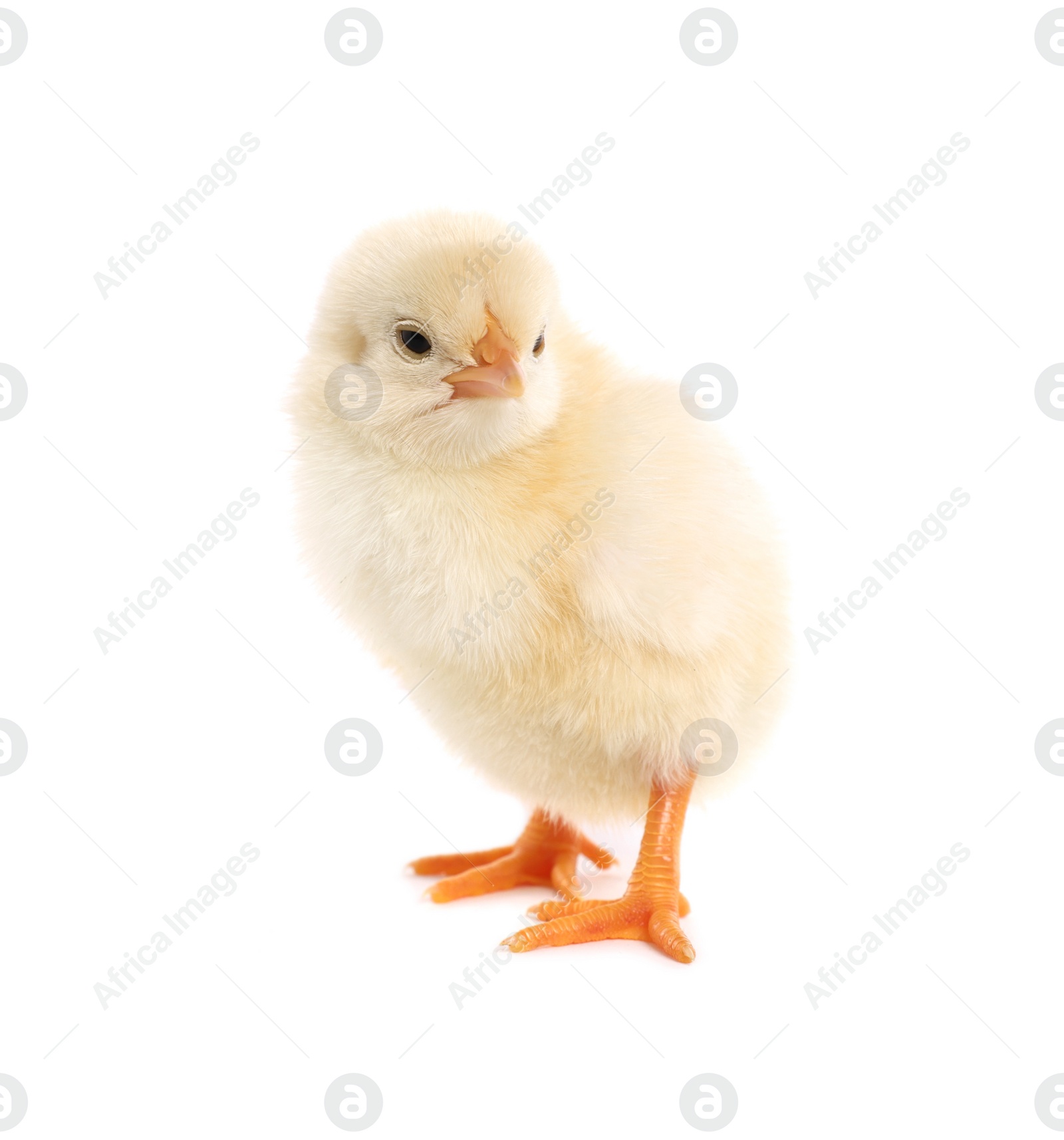 Photo of Cute fluffy baby chicken on white background