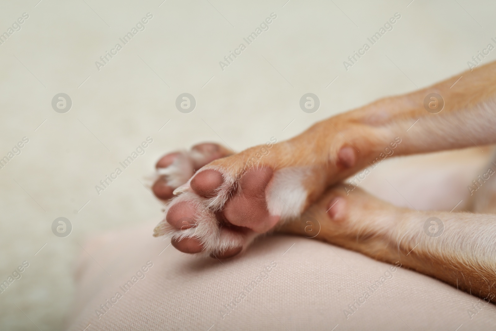 Photo of Chihuahua dog on pillow at home, closeup. Adorable pet