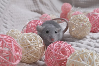 Cute grey rat playing with wicker balls on white fabric