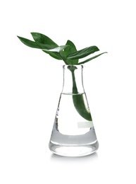 Photo of Flask with exotic plant isolated on white. Organic chemistry