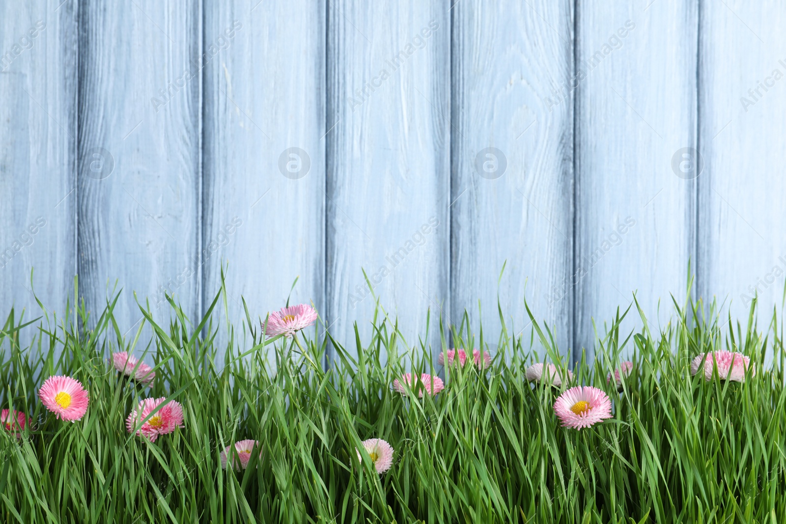 Photo of Vibrant green grass with beautiful flowers against color wooden background, space for text