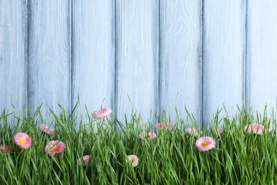 Vibrant green grass with beautiful flowers against color wooden background, space for text