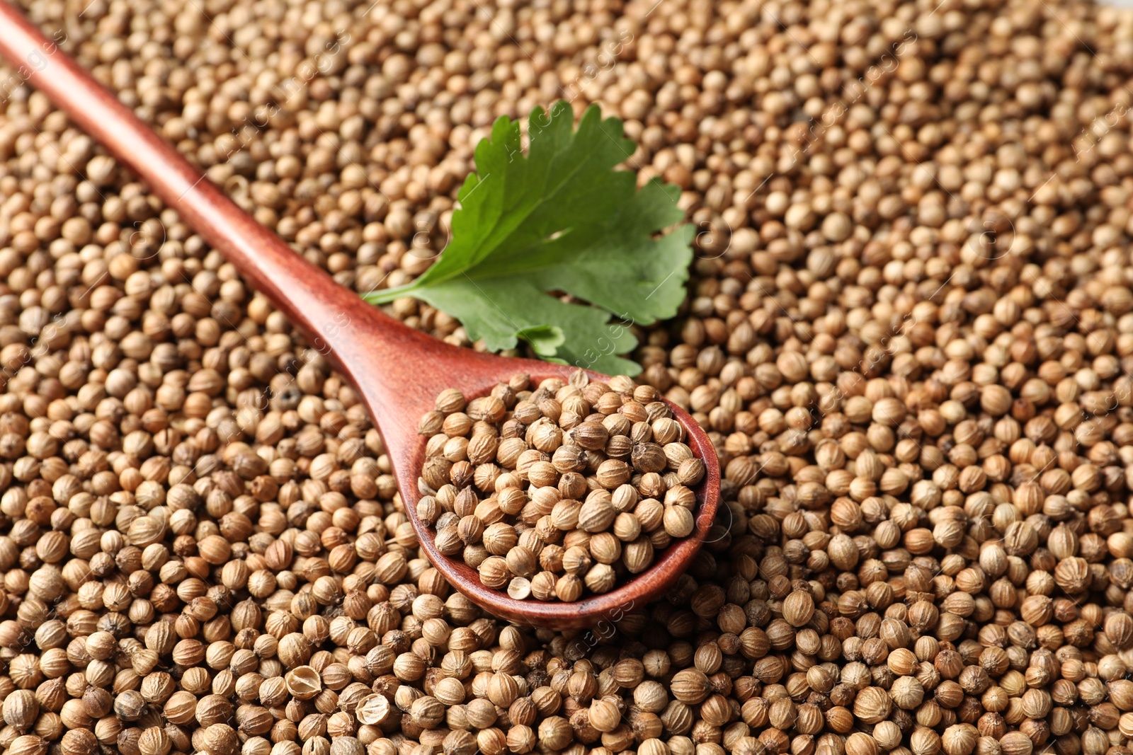 Photo of Dried coriander seeds, spoon and green leaf, closeup