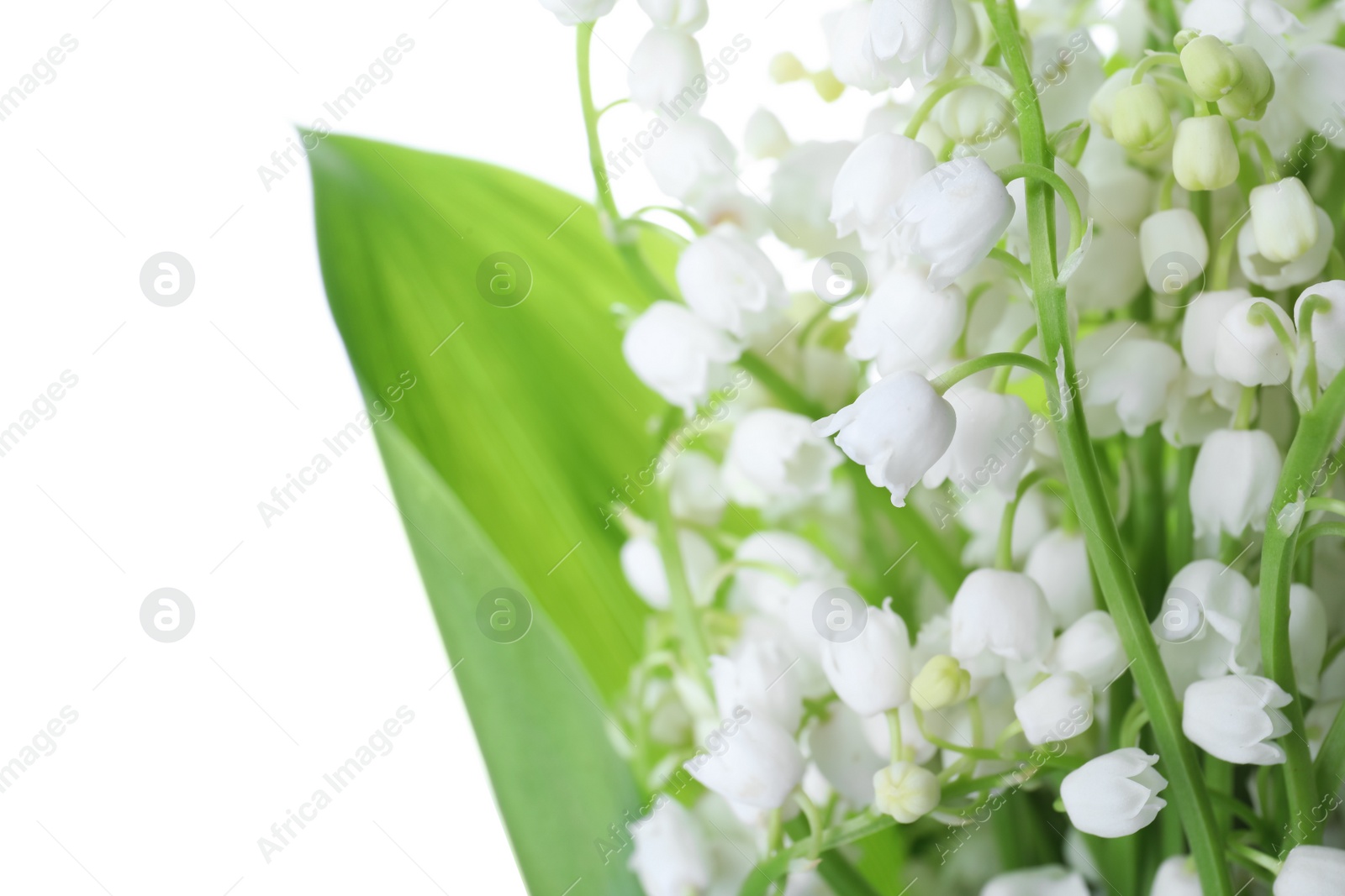 Photo of Beautiful lily of the valley flowers on white background, closeup