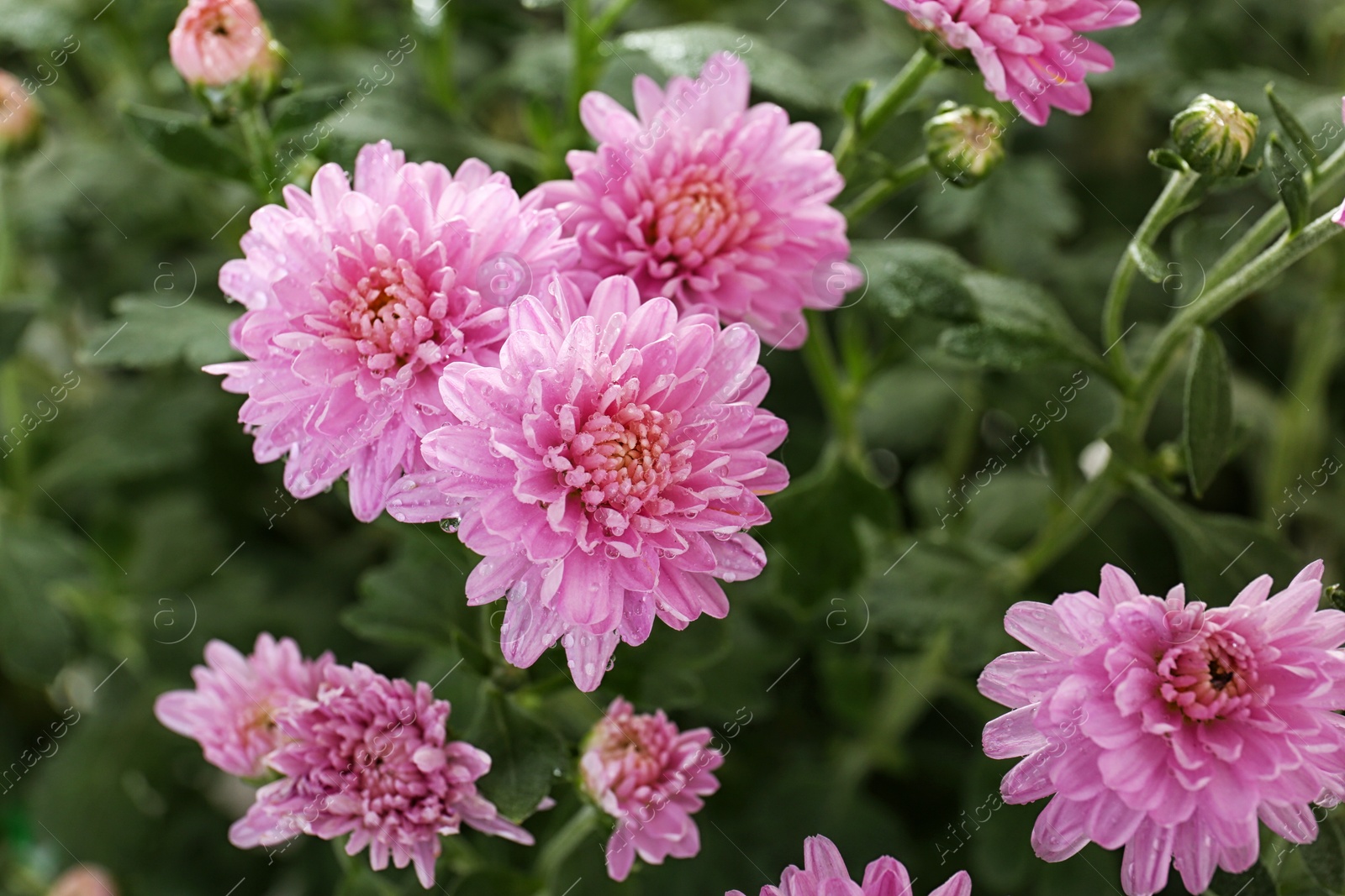 Photo of Beautiful pink chrysanthemum flowers with water drops, closeup