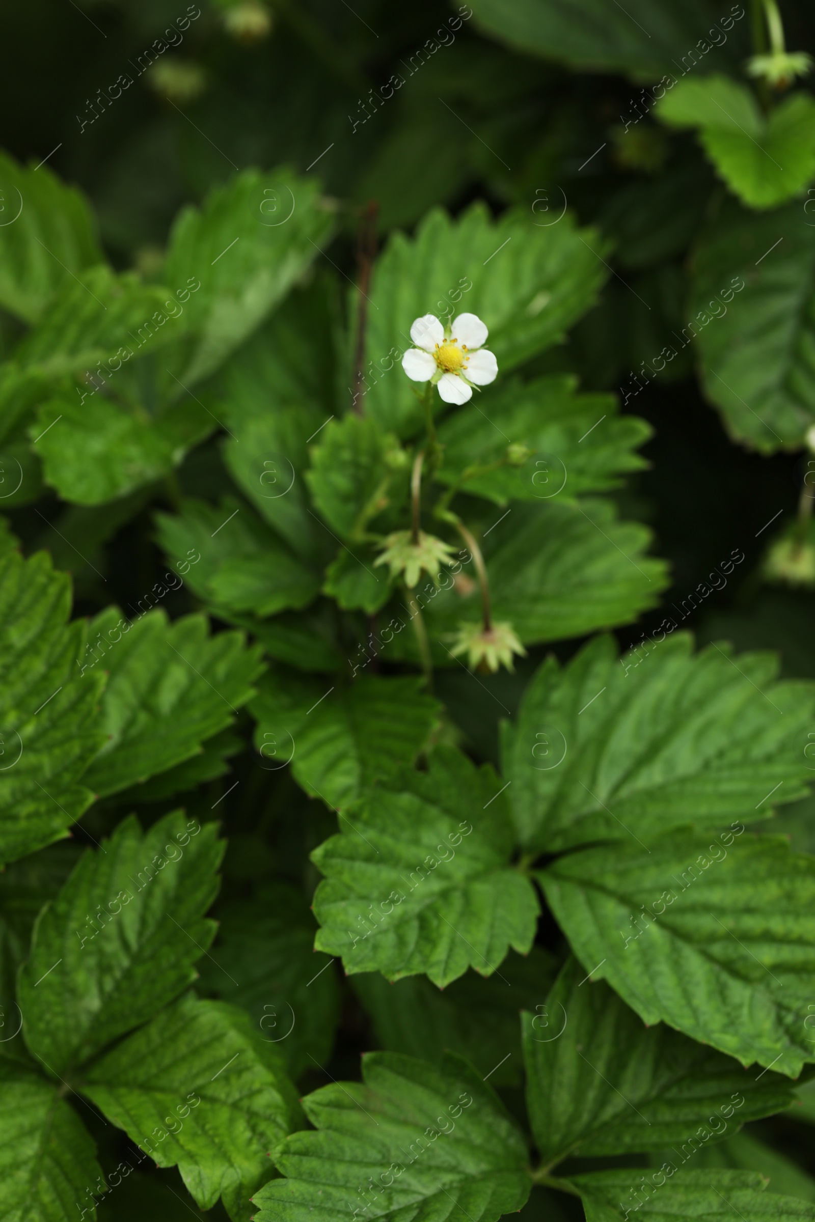 Photo of Wild strawberry bushes growing outdoors. Seasonal berries