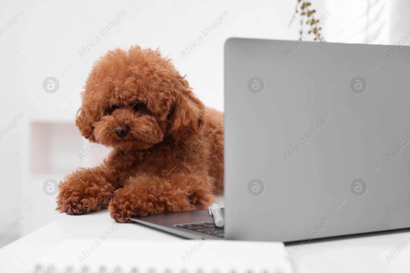 Photo of Cute Maltipoo dog on desk near laptop at home