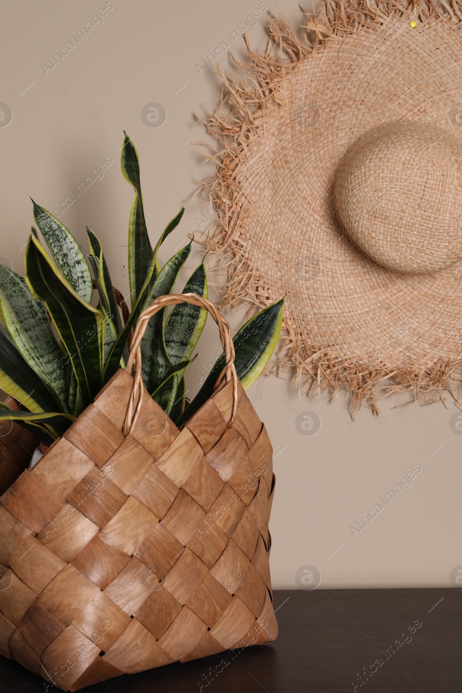 Photo of Stylish wicker basket with green plant on wooden table indoors