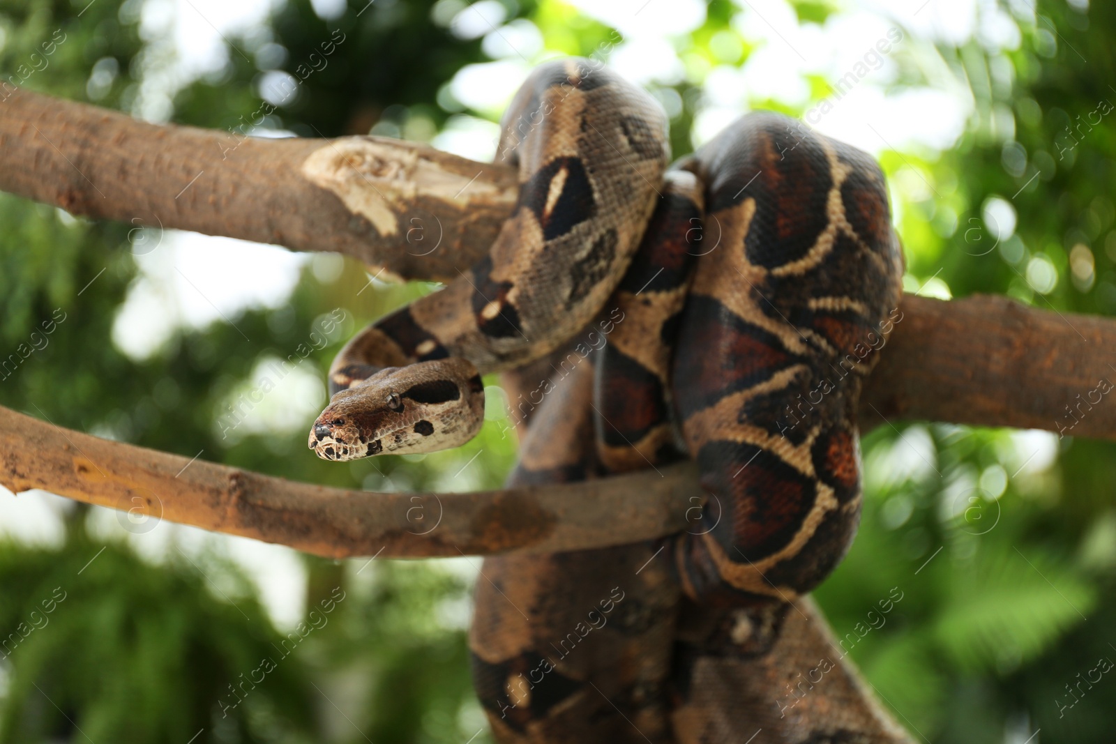 Photo of Brown boa constrictor on tree branch outdoors