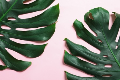 Photo of Green fresh monstera leaves on color background, flat lay. Tropical plant