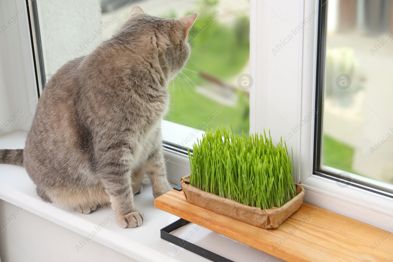 Photo of Cute cat near fresh green grass on windowsill indoors