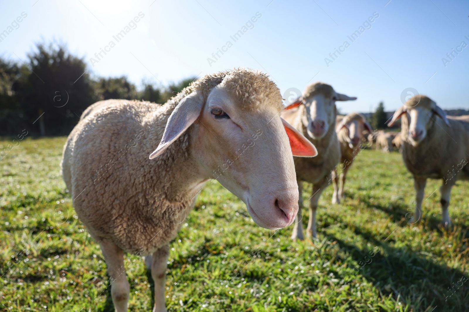 Photo of Cute sheep grazing outdoors on sunny day. Farm animals