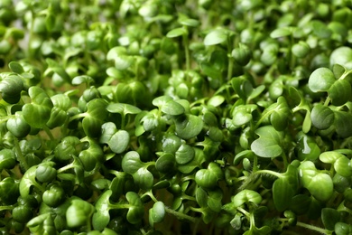 Photo of Sprouted arugula seeds as background, closeup view