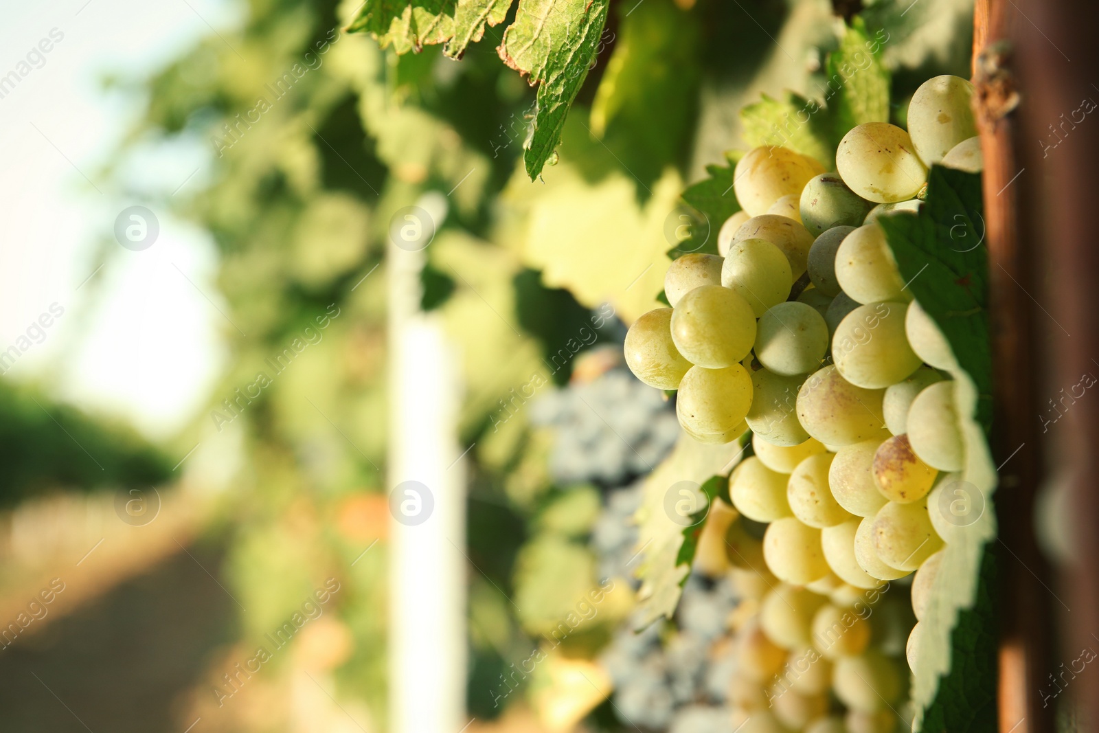 Photo of Bunches of grapes growing in vineyard on sunny day. Wine production