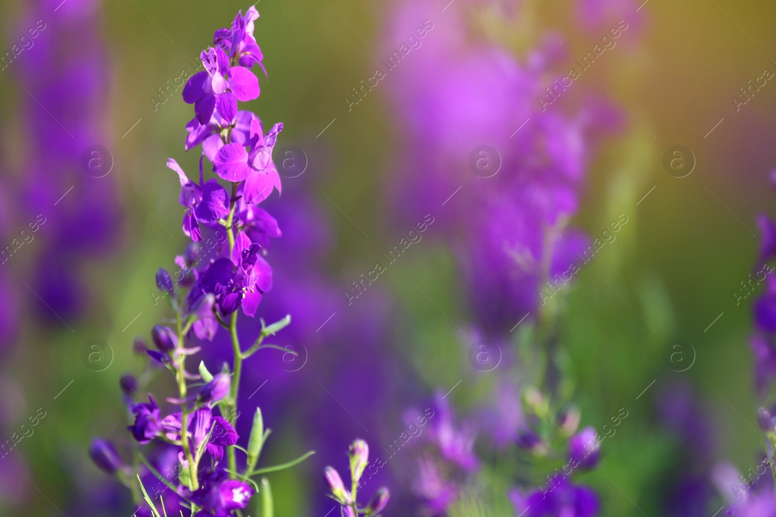 Photo of Beautiful wild flowers outdoors on sunny day, closeup with space for text. Amazing nature in summer