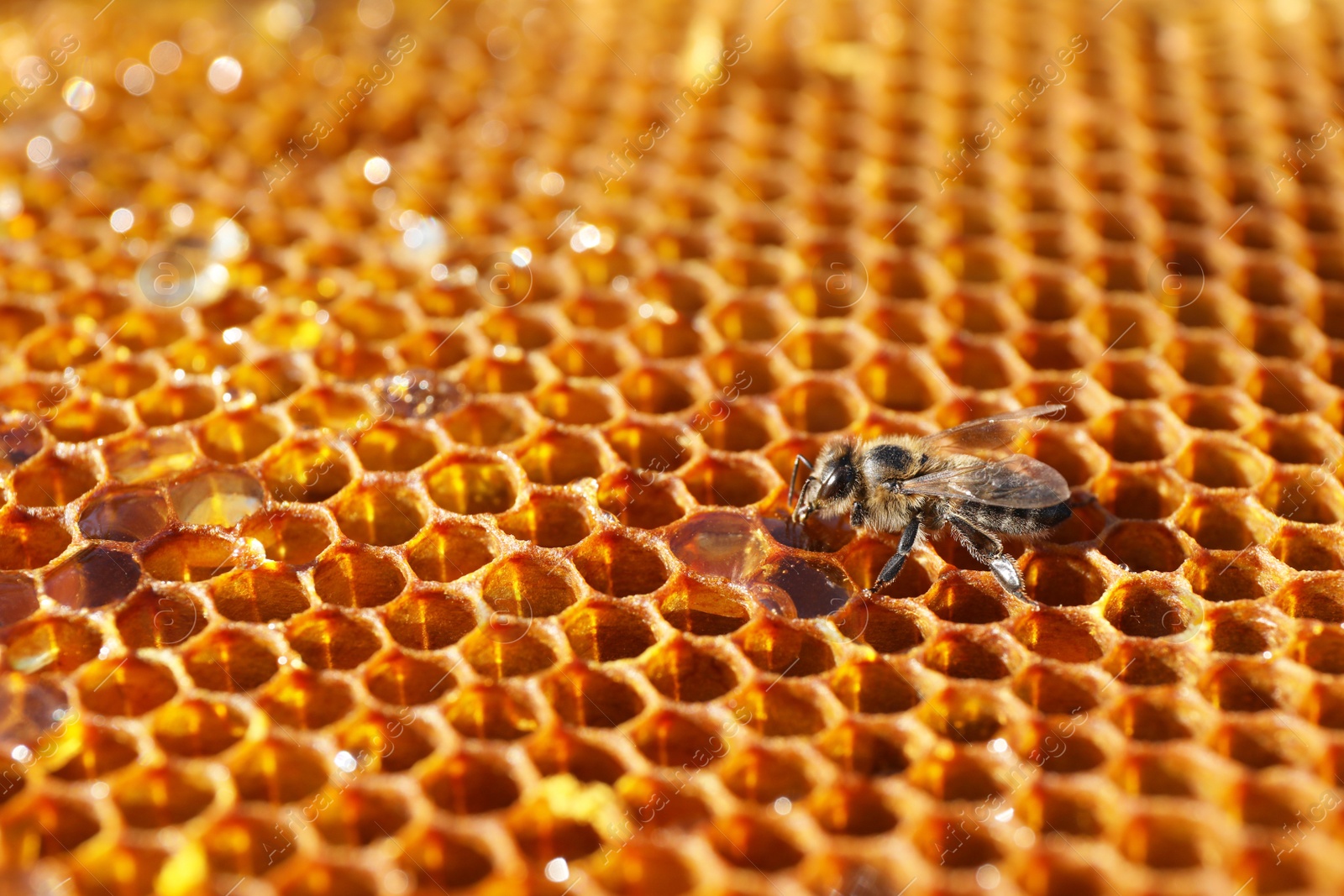 Photo of Closeup view of fresh honeycomb with bee