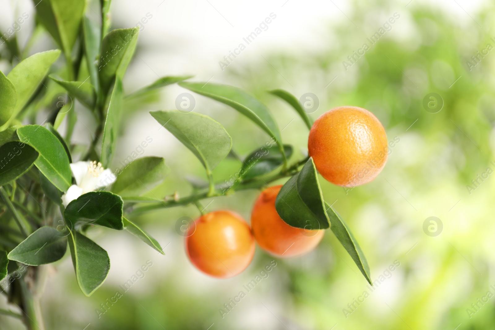 Photo of Citrus fruits on branch against blurred background. Space for text