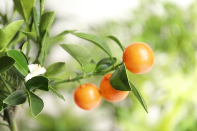 Citrus fruits on branch against blurred background. Space for text