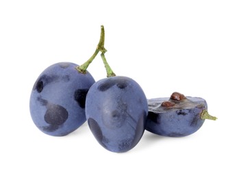 Delicious ripe dark blue grapes isolated on white