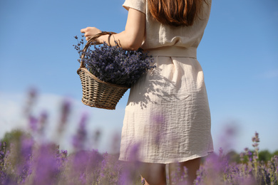 Photo of Young woman with wicker basket full of lavender flowers in field, closeup