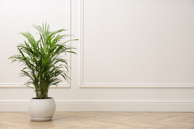 Photo of Beautiful indoor palm plant on floor in room, space for text. House decoration