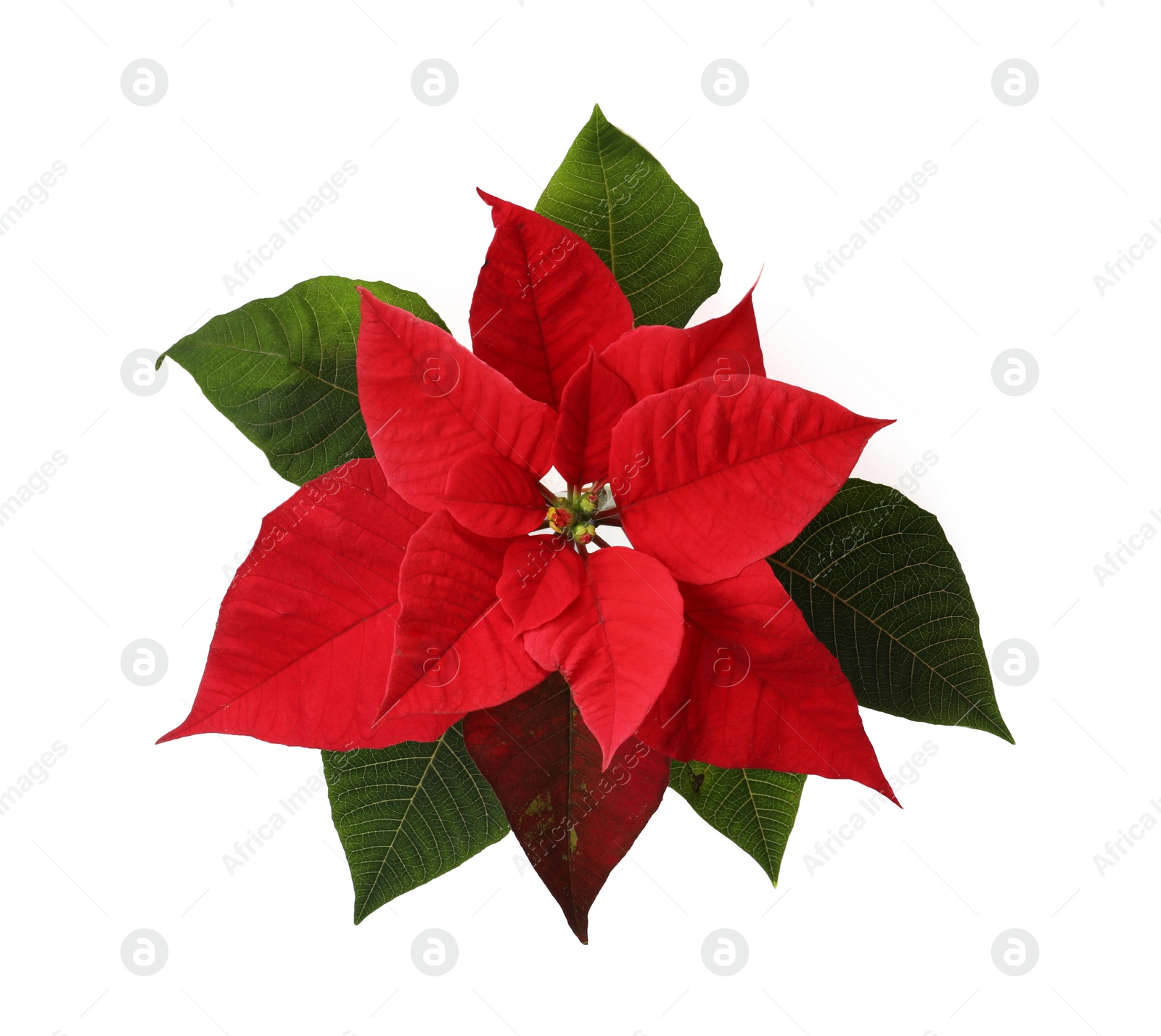 Photo of Beautiful Poinsettia isolated on white, top view. Traditional Christmas flower