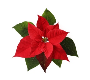 Beautiful Poinsettia isolated on white, top view. Traditional Christmas flower