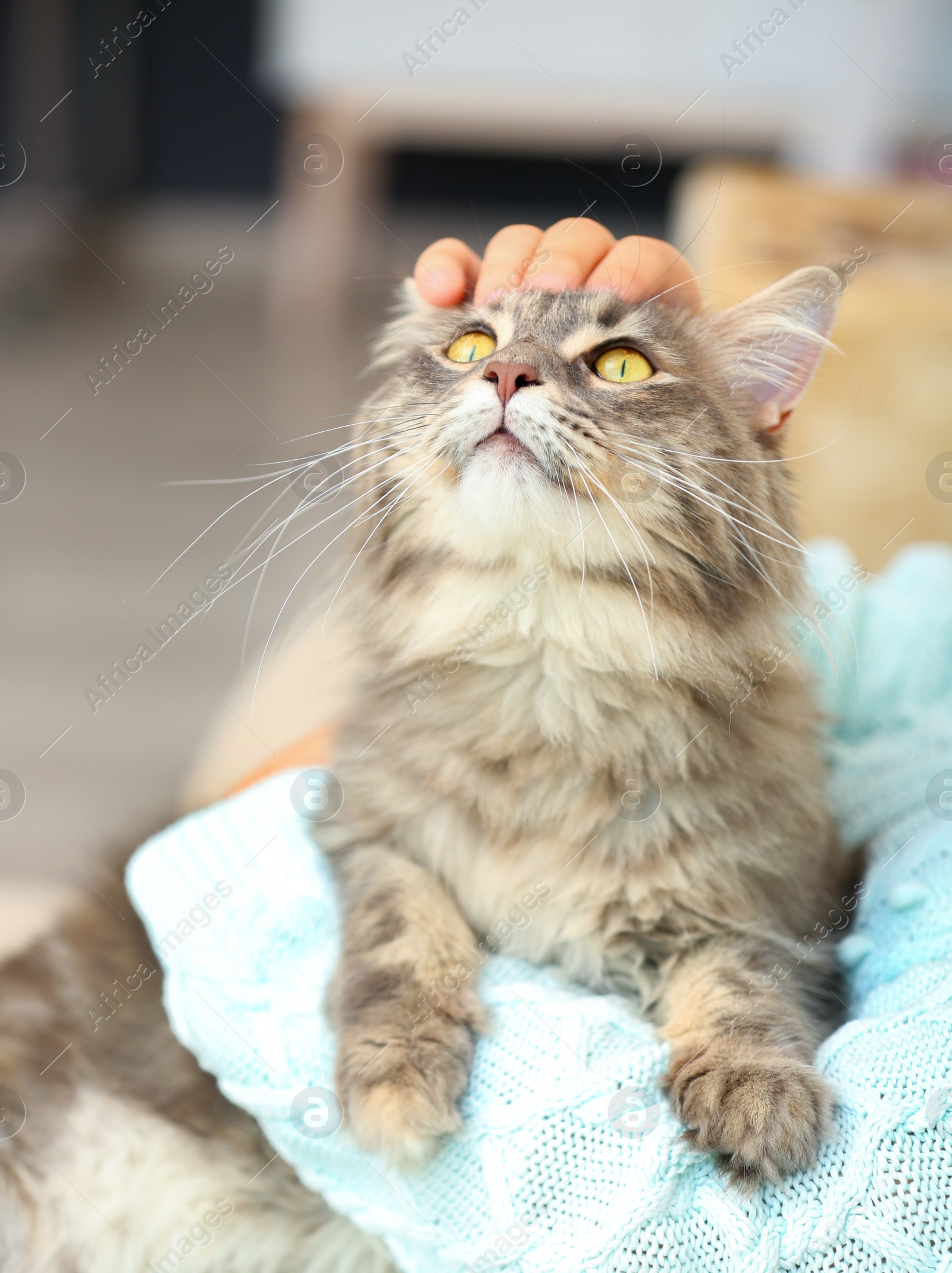 Photo of Woman with adorable Maine Coon cat at home, closeup