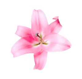 Photo of Beautiful pink lily flower isolated on white