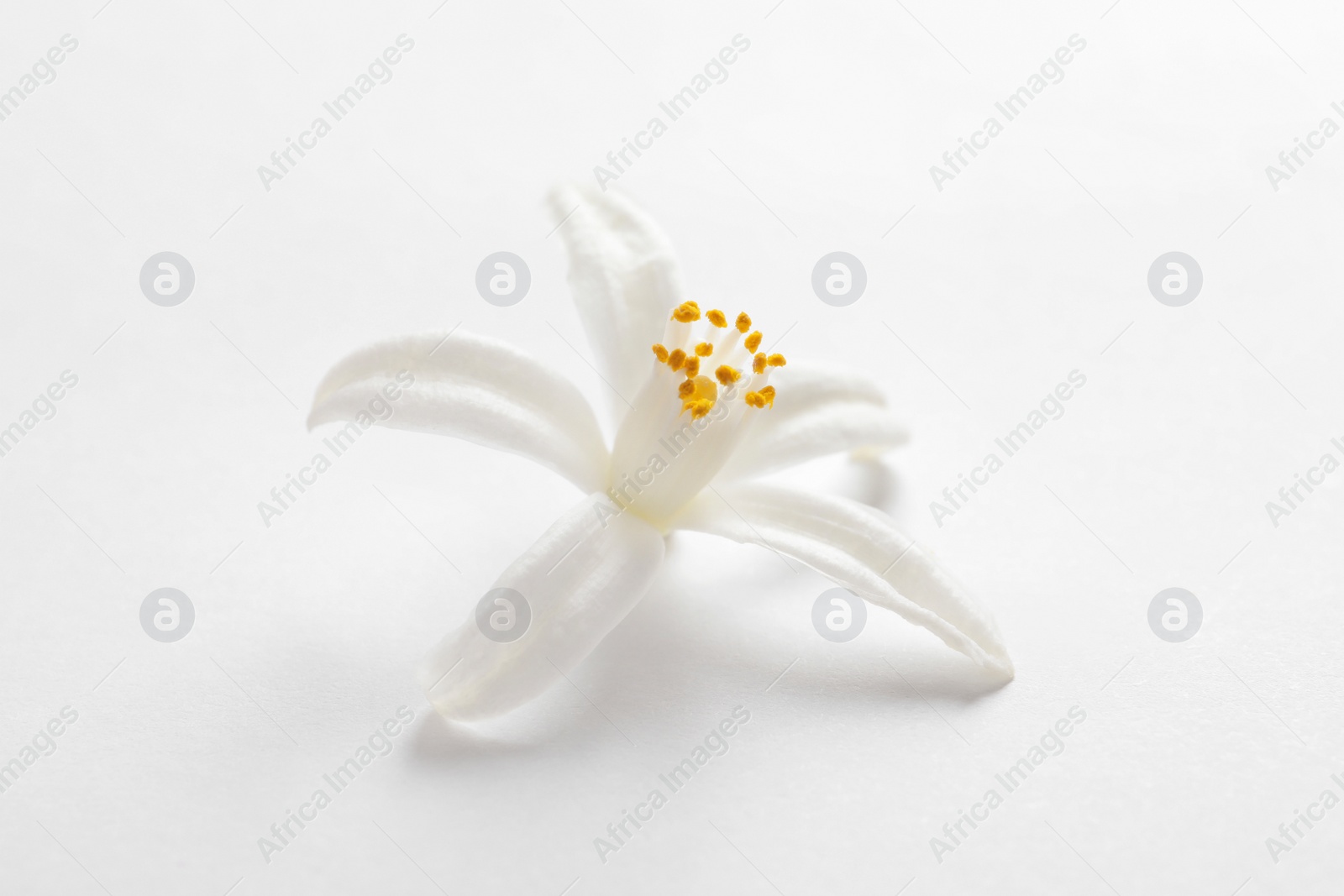 Photo of Beautiful blooming citrus flower on white background