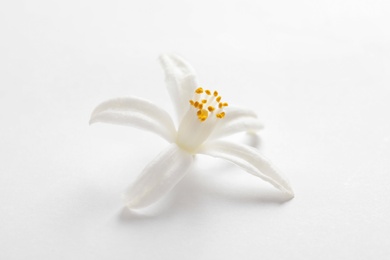 Beautiful blooming citrus flower on white background