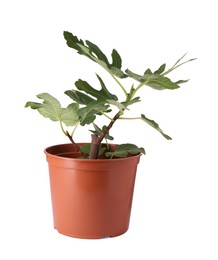 Photo of Fig plant with green leaves in pot isolated on white