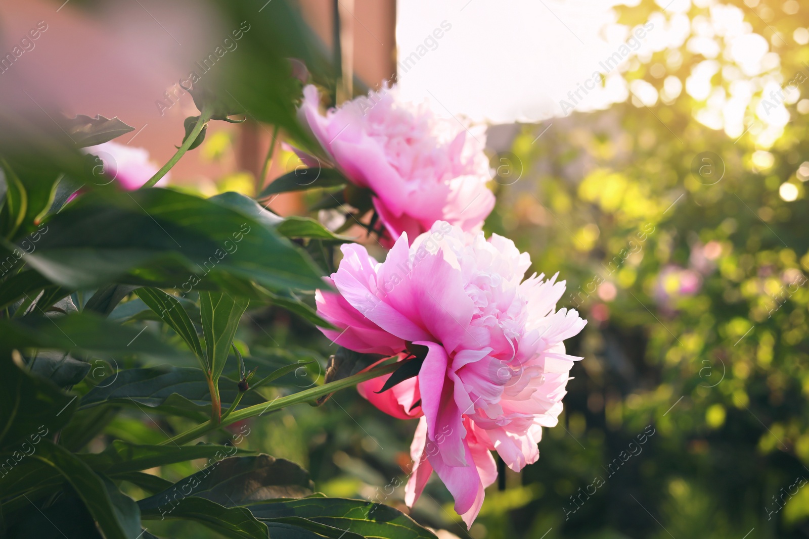 Photo of Blooming peony plant with beautiful pink flowers outdoors, closeup