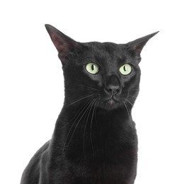 Photo of Adorable black cat with green eyes on white background. Lovely pet
