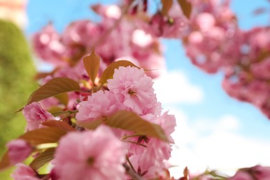 Beautiful blooming sakura outdoors on sunny spring day, closeup