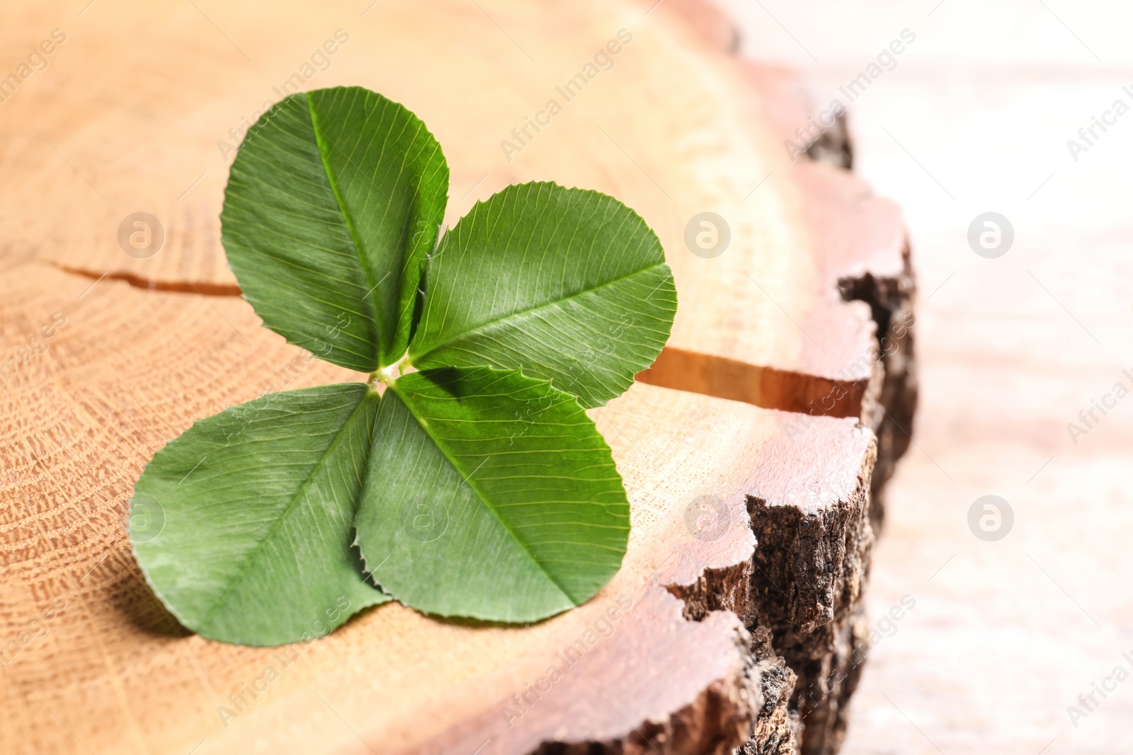 Photo of Green four-leaf clover on wooden background