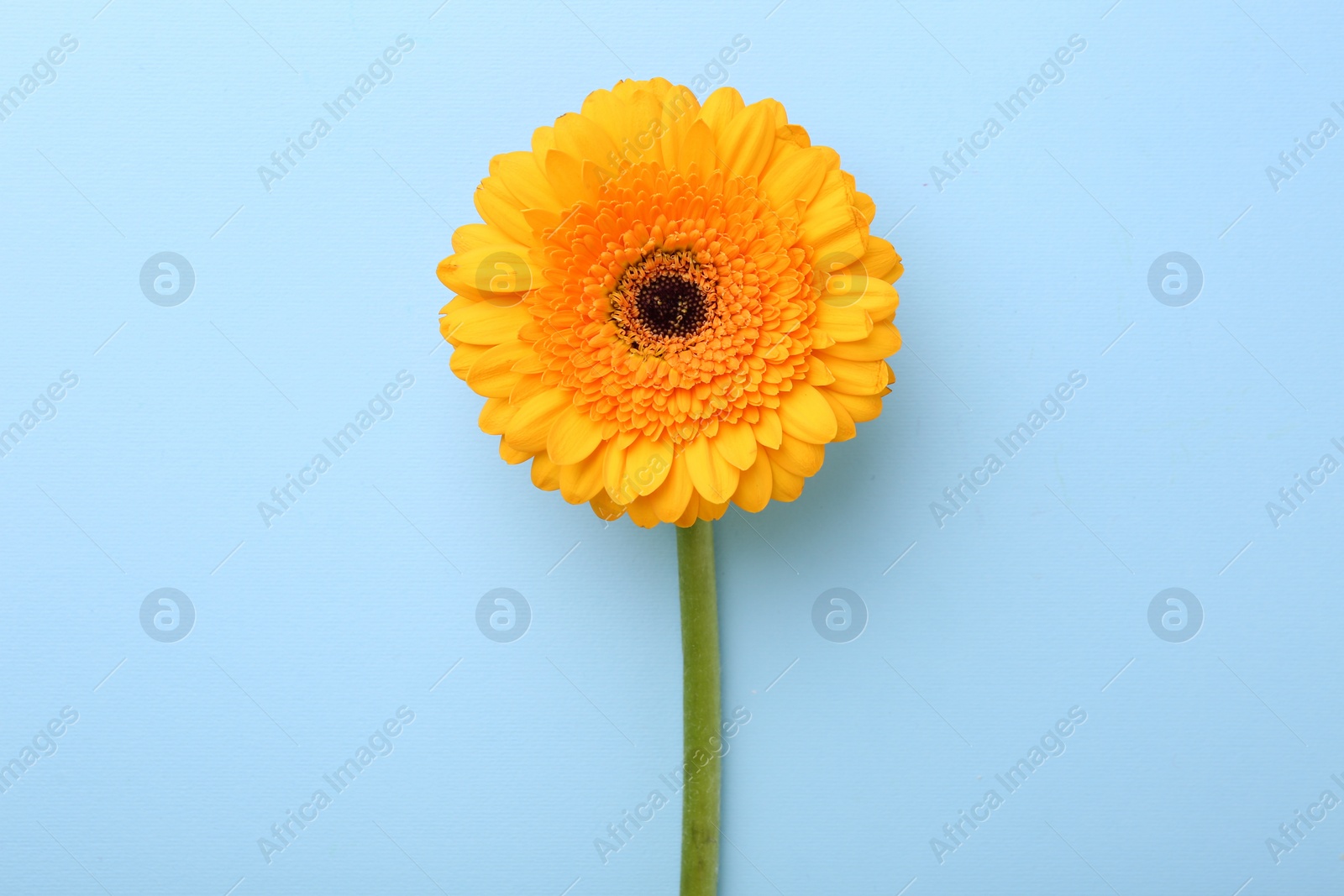 Photo of Beautiful yellow gerbera flower on light blue background, top view