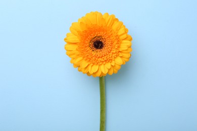 Beautiful yellow gerbera flower on light blue background, top view