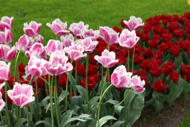 Photo of Many beautiful tulip flowers growing outdoors. Spring season