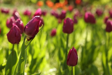 Beautiful purple tulips growing outdoors on sunny day, closeup