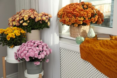 Beautiful chrysanthemum flowers and decor in room