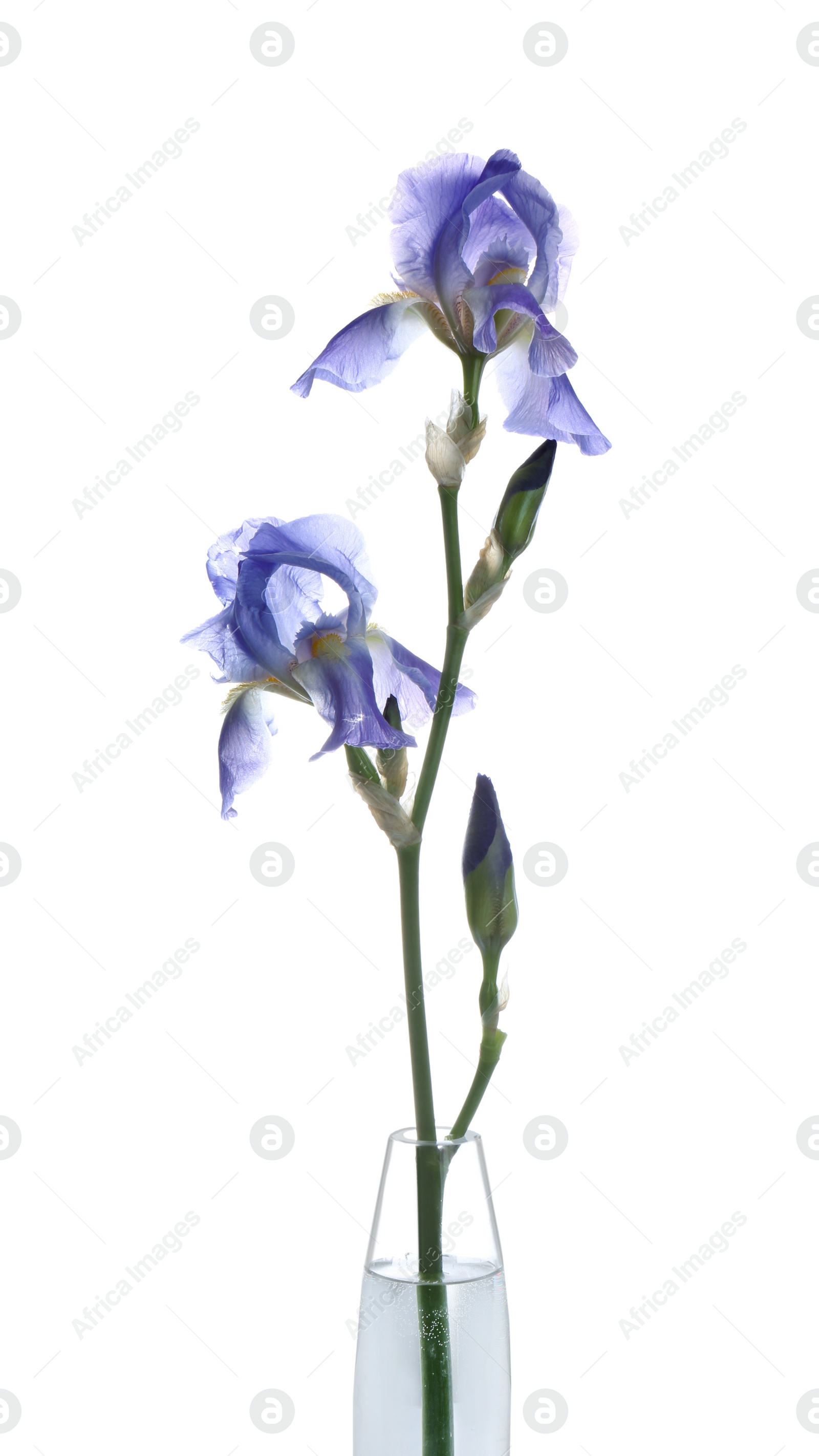 Photo of Beautiful irises isolated on white. Spring flower