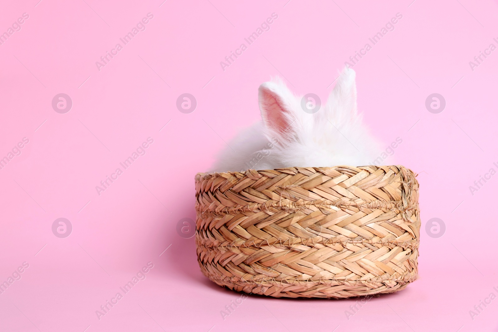 Photo of Fluffy white rabbit in wicker basket on pink background, space for text. Cute pet