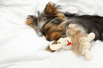 Photo of Adorable Yorkshire terrier sleeping with toy on bed. Cute dog
