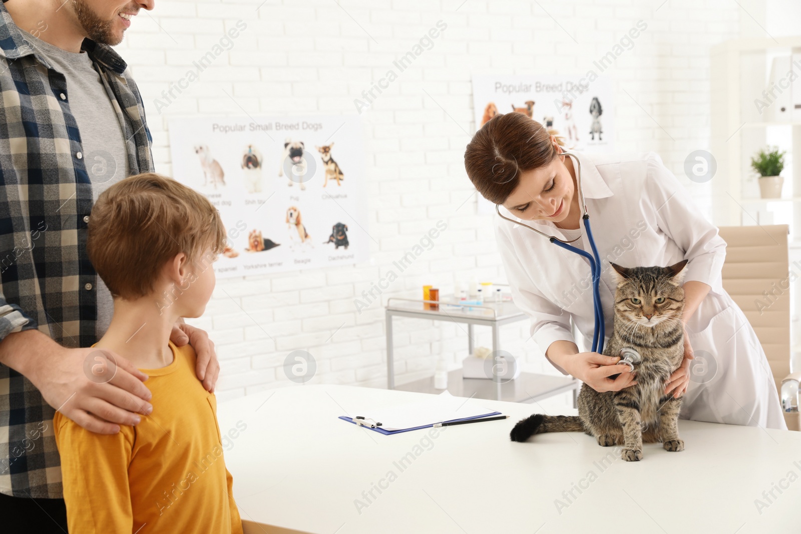 Photo of Father and son with their pet visiting veterinarian in clinic. Doc examining cat