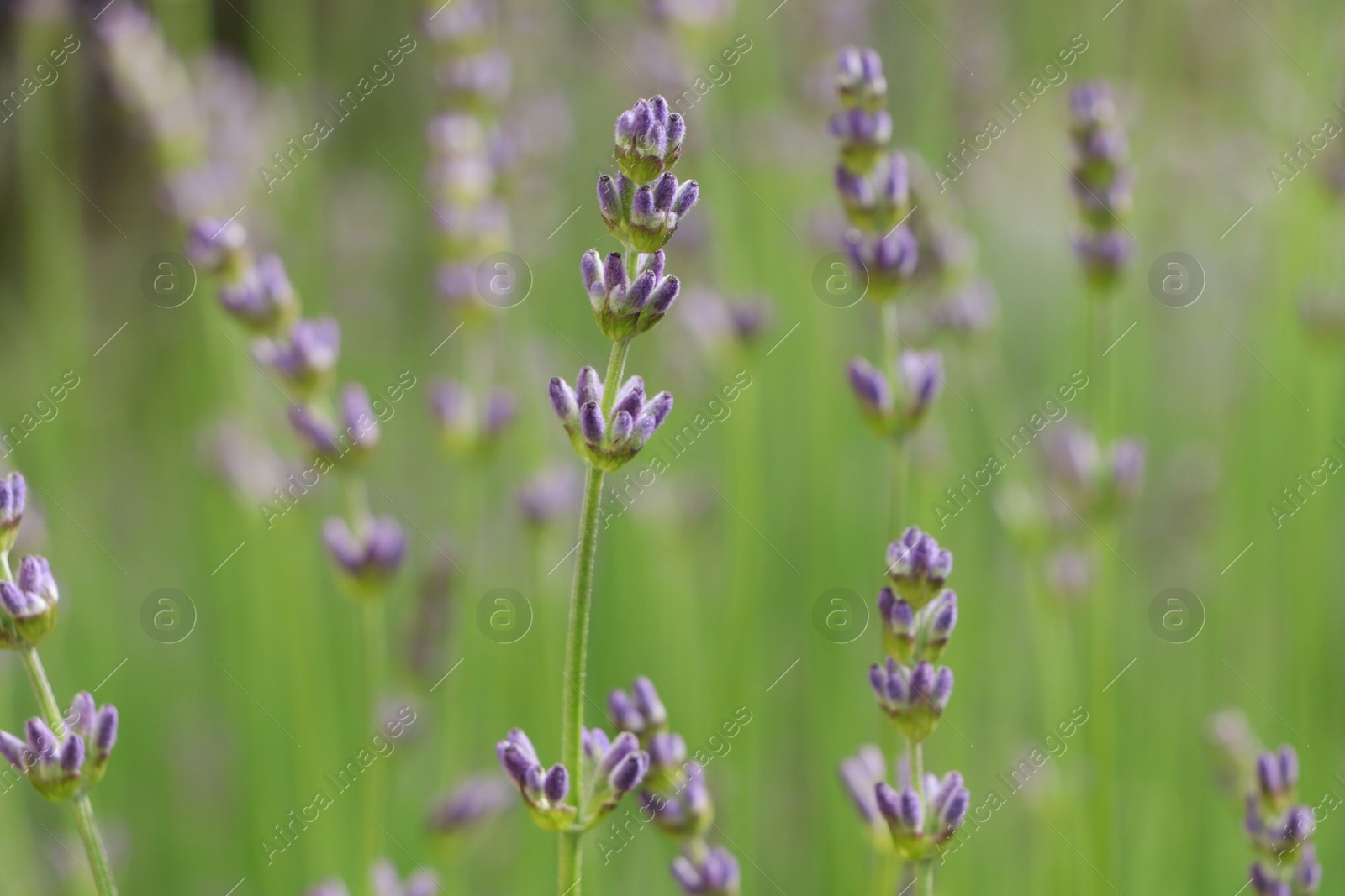 Photo of Beautiful lavender on blurred background, closeup view