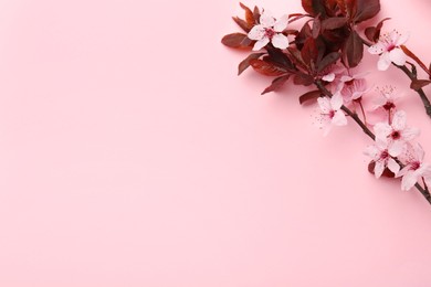 Spring tree branches with beautiful blossoms on pink background, top view. Space for text