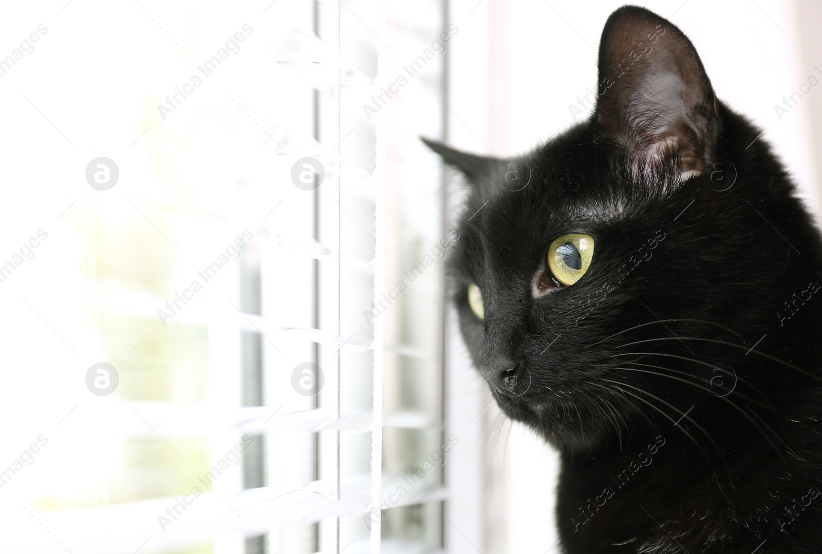 Photo of Adorable black cat near window with blinds indoors. Space for text