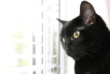 Adorable black cat near window with blinds indoors. Space for text