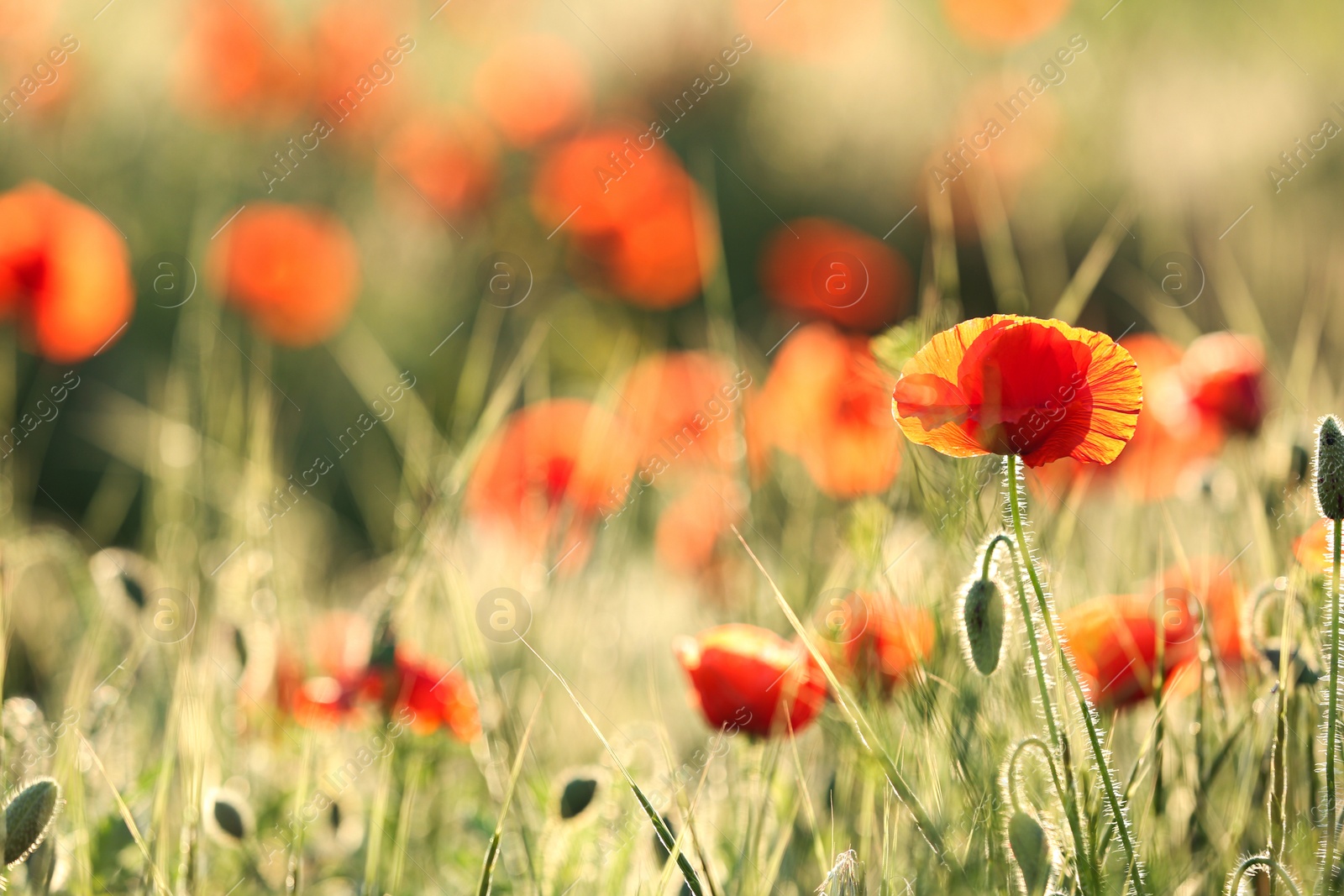 Photo of Beautiful blooming red poppy in field. Space for text